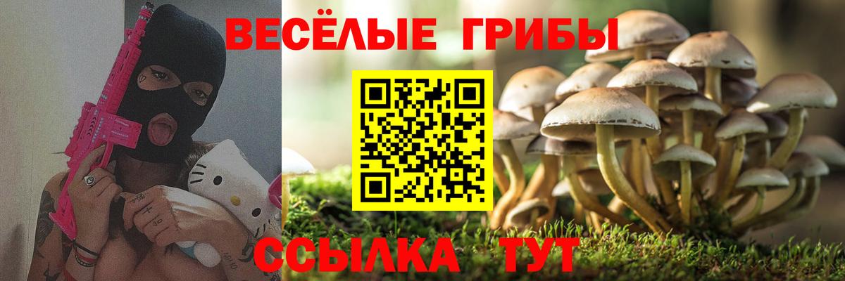 Псилоцибиновые грибы Psilocybe Черняховск